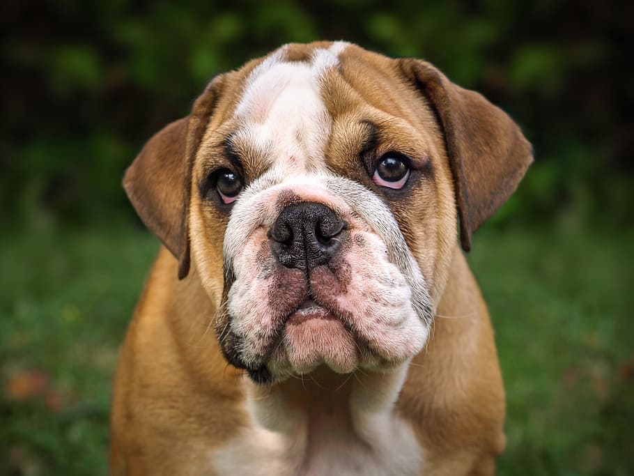 Bulldog ภาษาอังกฤษสีน้ำตาลและสีขาวสำหรับผู้ใหญ่เกี่ยวกับภาพถ่ายโฟกัส, English Bulldog, หมา, สัตว์เลี้ยงลูกด้วยนม, น่ารัก, แนวตั้ง, ลูกสุนัข, บูลด็อก, หวาน, ใบหน้า, วอลล์เปเปอร์ HD