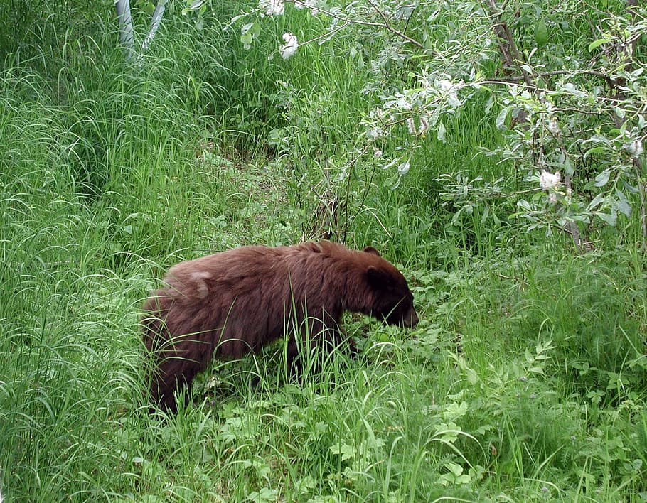 Fotografía De La Vida Silvestre Del Oso Pardo En La Hierba Oso De