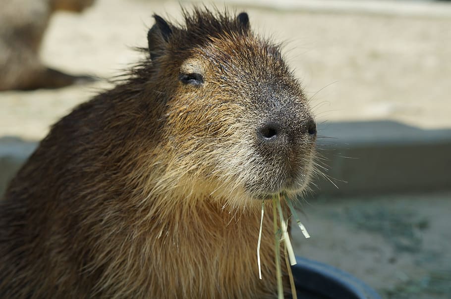 capybara, เก็บเกี่ยวเนินเขา, ของฉัน, วอลล์เปเปอร์ HD