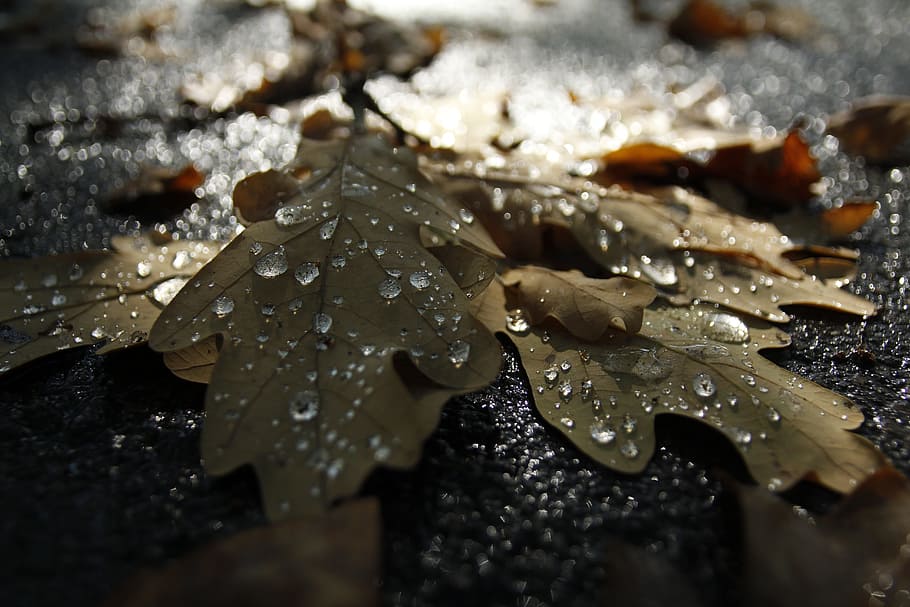  hoja marchita con gotas de agua, otoño, lágrimas, rosa, hojas secas, tristeza, despedida, húmedo, enfoque selectivo, temperatura fría, primer plano, ninguna gente, naturaleza, hielo, parte de la planta, invierno, belleza en la naturaleza, nieve, congelado , lluvia, día, aire libre, gota de agua, estación lluviosa, pureza, Fondo de pantalla HD