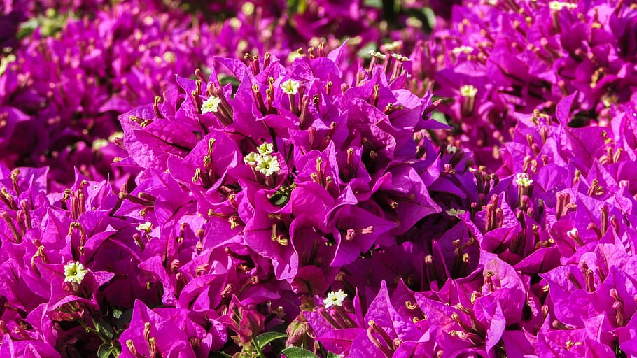 Bougainvillea, flowers, purple, spring, garden, protaras, cyprus, HD