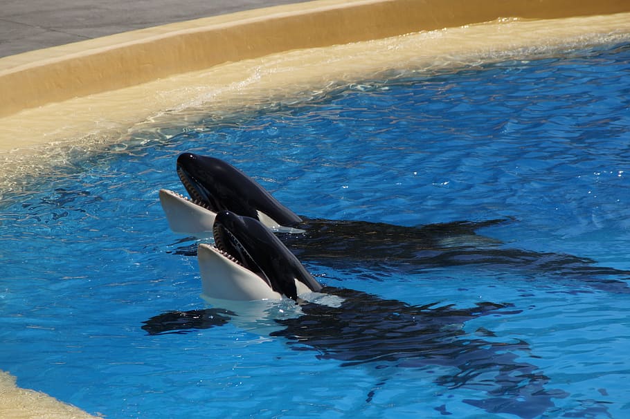 Two dolphins, Orca, Killer Whale, Zoo, wal, killer, orcinus orca ...