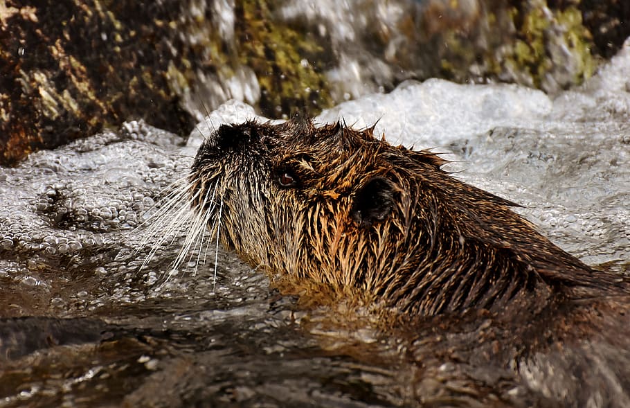 Nutria, water rat, water, splashing, animal world, animal, nature, fur ...