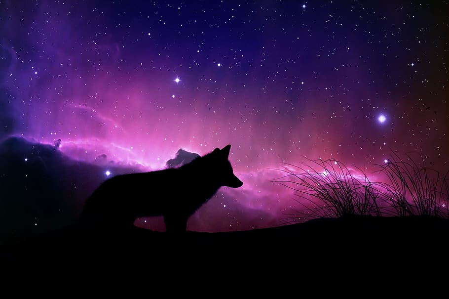ภาพเงาของหมาป่าหมาป่ามหัศจรรย์อวกาศออกแบบจินตนาการจักรวาลสีธรรมชาติรูปภาพงานศิลปะสัตว์ป่า, วอลล์เปเปอร์ HD