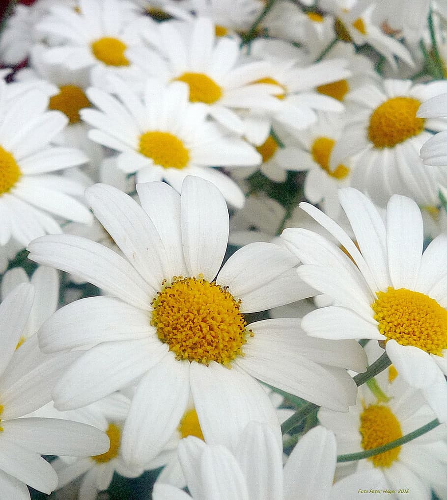 Daisies, white, flowers, petals, floral, blossoms, blooms, blooming ...