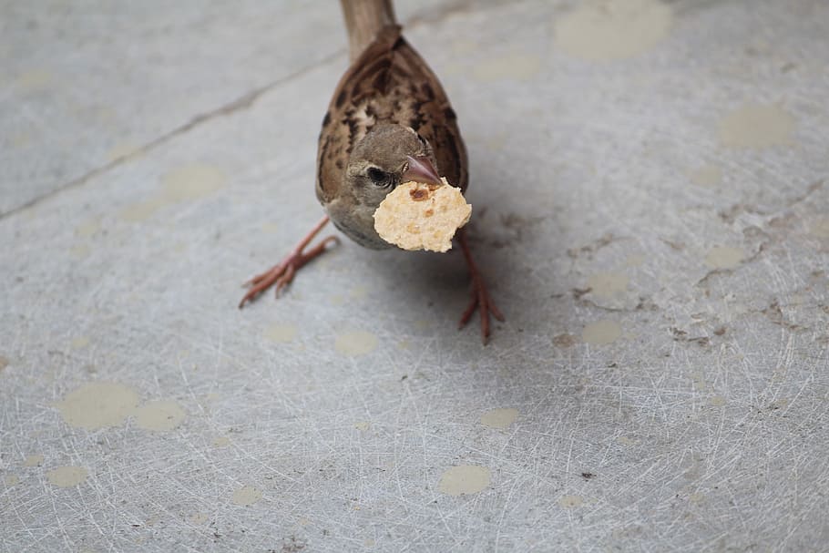 กระจอก chapati ชิ้นชิ้นอาหารกลัวนก aves usct ggsipu, วอลล์เปเปอร์ HD