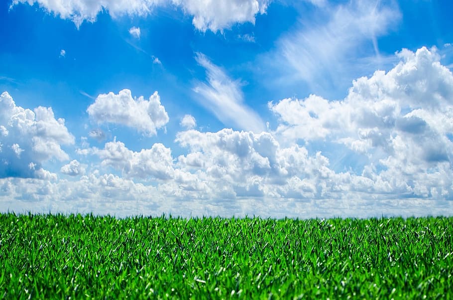 Campo De Hierba Verde Bajo Cielo Azul Y Nubes Blancas Hierba Fondo Naturaleza Fondo De 1350