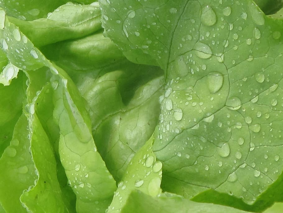 Lettuce, salad, vegetables, close-up, macro, close, leaf, frisch